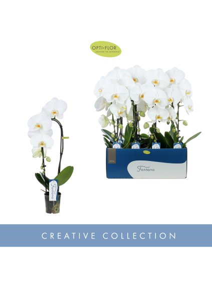 Phalaenopsis Fontano Crown V50cm