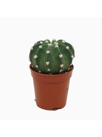 Echinopsis oxygona V8cm