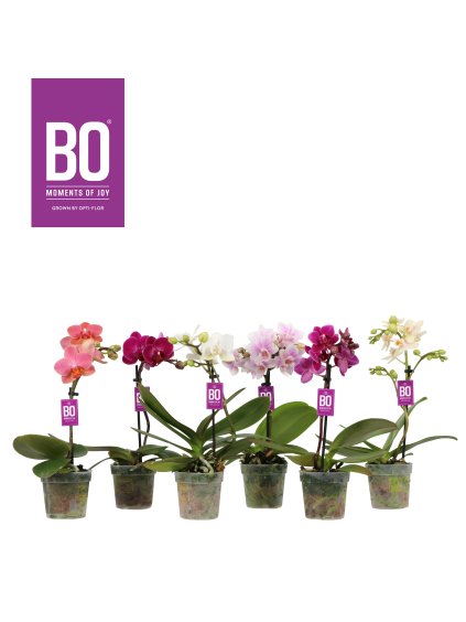 Phalaenopsis Multiflora Sweety BO Collection mix V25cm
