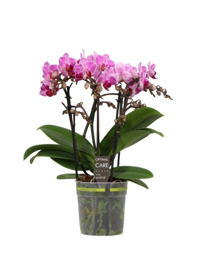 Phalaenopsis Multiflora Pink Stripe V35cm