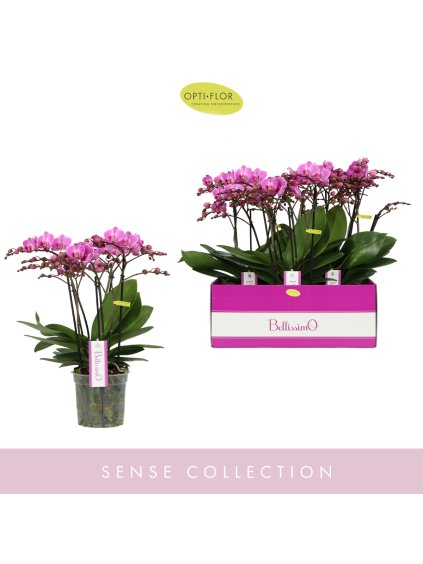 Phalaenopsis Multiflora Bellissimo Caro V50cm