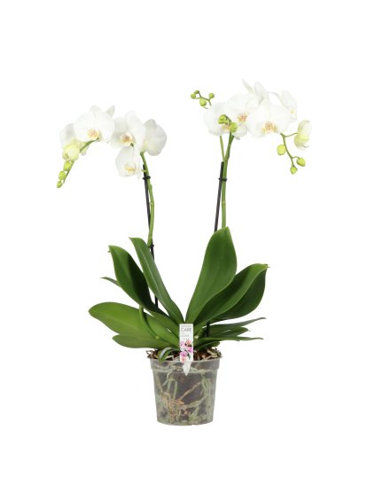 Phalaenopsis Funda BO Collection V60cm