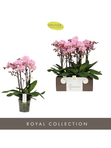 Phalaenopsis Impresso Charlene V60cm