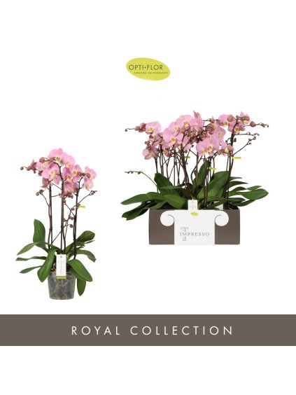 Phalaenopsis Impresso Charlene V60cm