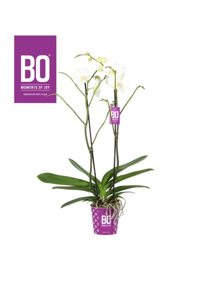 Phalaenopsis overig wit V70cm