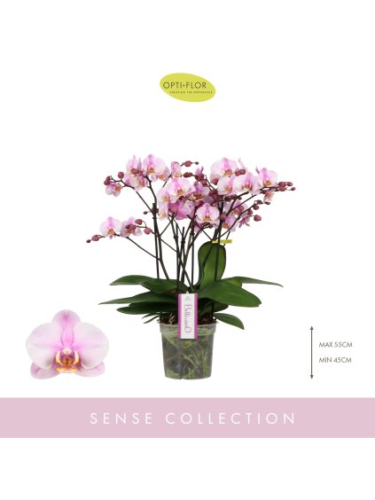 Phalaenopsis Multiflora Bellissimo Angelo V50cm