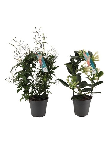 Jasminum - Stephanotis mix V40cm