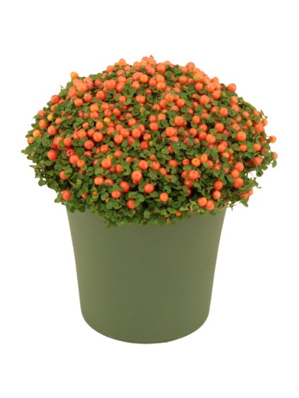 Nertera granadensis 'Astrid' V10cm