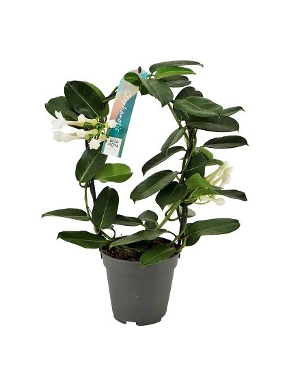 Stephanotis floribunda 1-2 V40cm