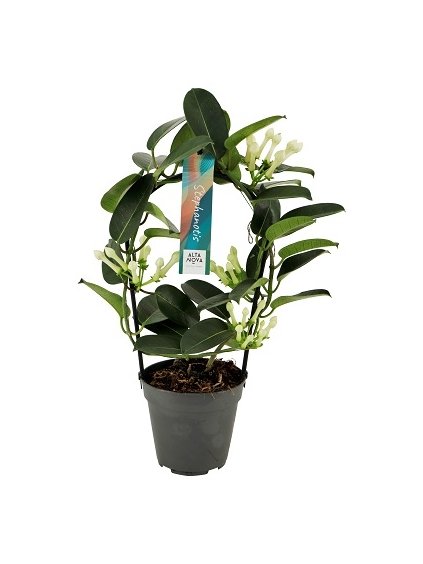 Stephanotis floribunda 3-4 V40cm