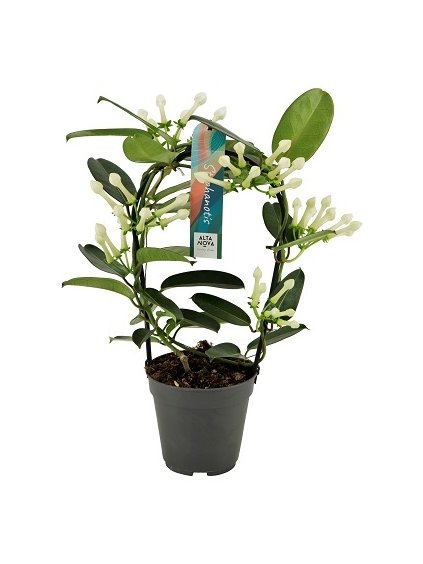 Stephanotis floribunda 5-6 V40cm