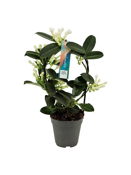 Stephanotis floribunda 7-8 V40cm