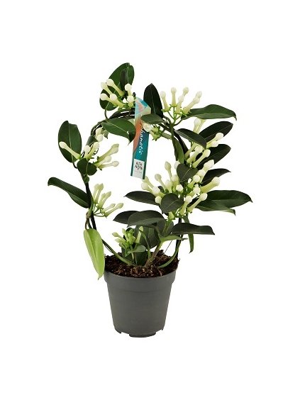 Stephanotis floribunda 9-10 V40cm