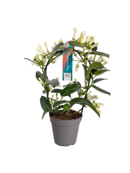 Stephanotis floribunda 11-12 V40cm