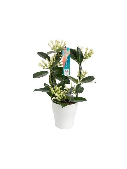 Stephanotis floribunda 7-8 V45cm