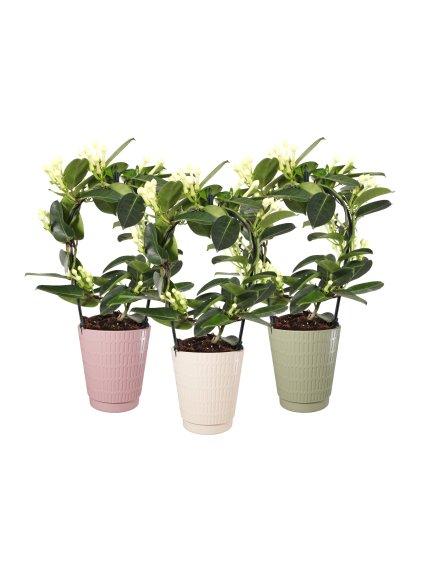 Stephanotis floribunda 7-8 V45cm