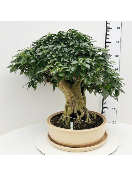 Bougainvillea spectabilis V70cm