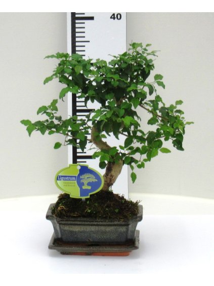 Ligustrum sinense Bonsai V30cm