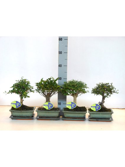 Bonsai Broom gemengd V30cm