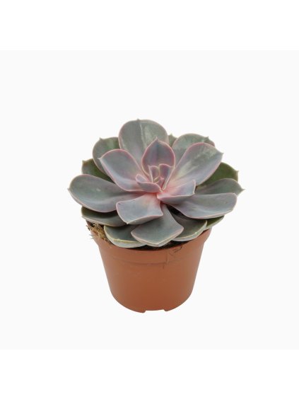 Echeveria 'Perle von Nurnberg' V10cm