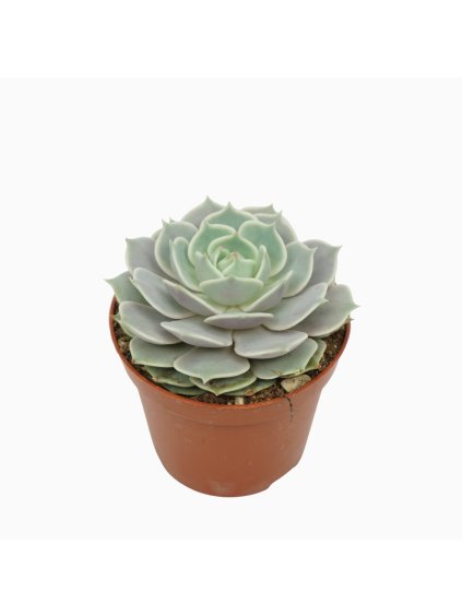 Echeveria lola V10cm