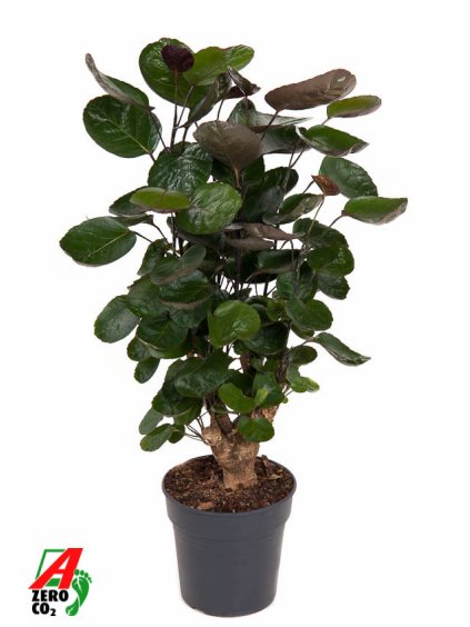 Aralia (Polyscias) 'Fabian' V80cm