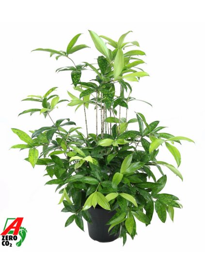 Dracaena surculosa V100cm
