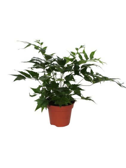 Cyrtomium falcatum V50cm