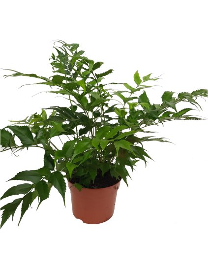 Cyrtomium falcatum V45cm