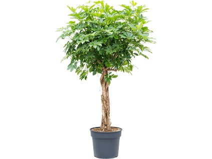 Schefflera arboricola 'Compacta' V200cm