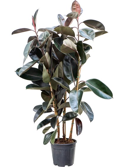 Ficus elastica 'Abidjan' V170cm