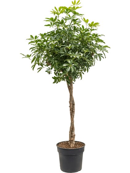 Schefflera arboricola 'Compacta' R34cm V170cm