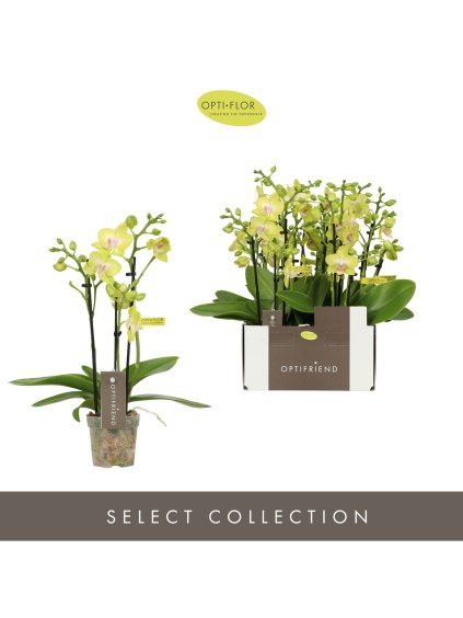 Phalaenopsis Multiflora Optifriend Yellow V25cm