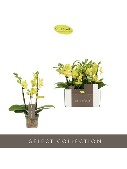 Phalaenopsis Multiflora Optifriend Vayenne V25cm