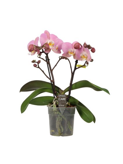 Phalaenopsis Shorty Light Pink V30cm