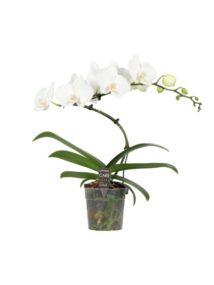 Phalaenopsis Twister White V50cm