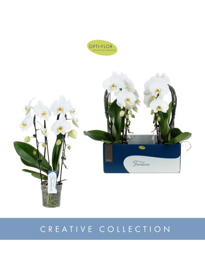 Phalaenopsis Fontano Versailles V60cm