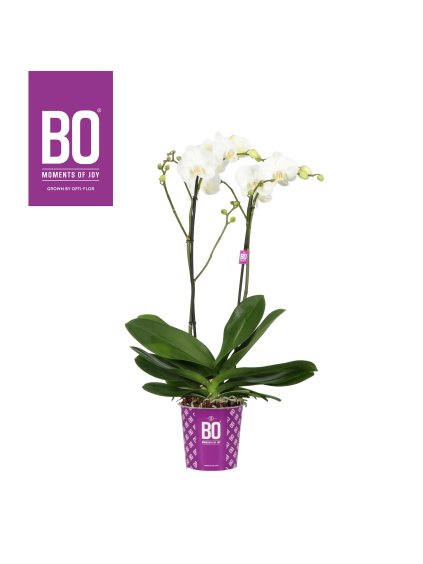 Phalaenopsis King Bo Collection V85cm