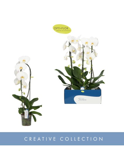 Phalaenopsis Fontano Wealth V85cm