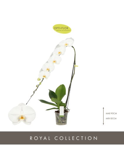 Phalaenopsis Formidablo Yosemite Falls V80cm