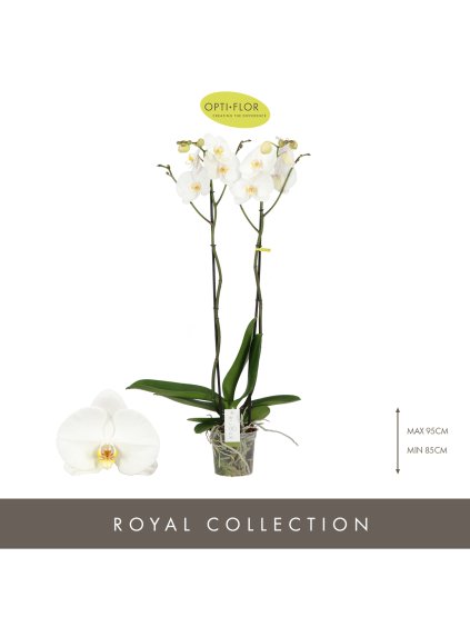 Phalaenopsis Bijoux Moonstone V80cm