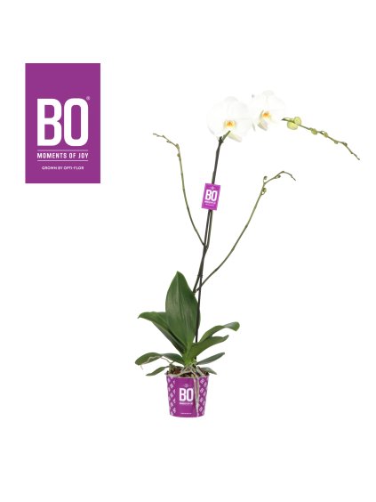 Phalaenopsis King BO Collection V90cm
