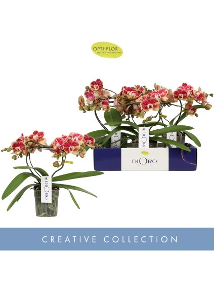 Phalaenopsis Dioro Magnifique V50cm