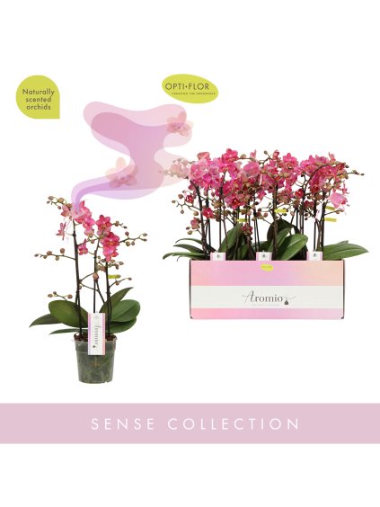 Phalaenopsis Multiflora Aromio Floral V35cm