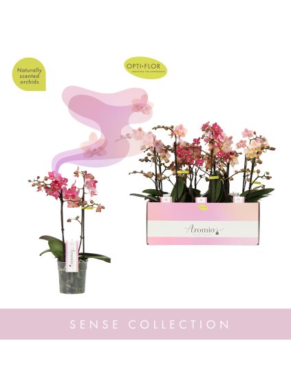 Phalaenopsis Multiflora Aromio mix V35cm