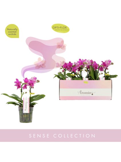 Phalaenopsis Multiflora Aromio Cherry Blossom V35cm