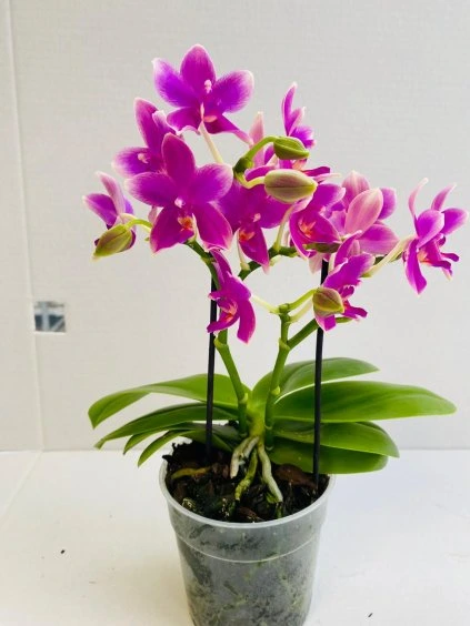 Phalaenopsis Multiflora Fragrance Cherrey Blossem V35cm
