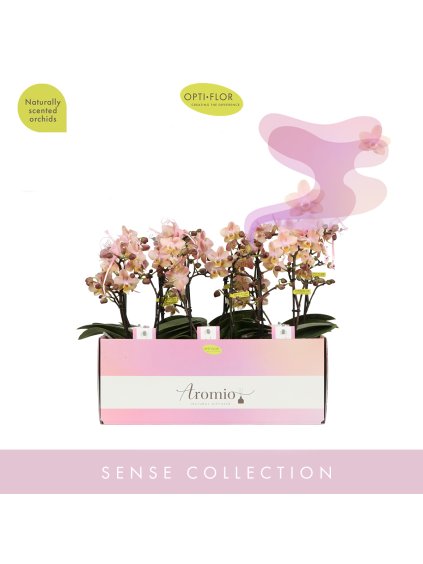 Phalaenopsis Multiflora Aromio Powdery V35cm