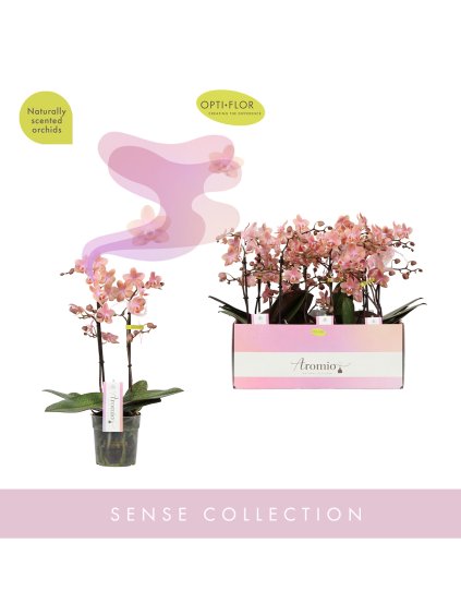 Phalaenopsis Multiflora Aromio Sweet V35cm