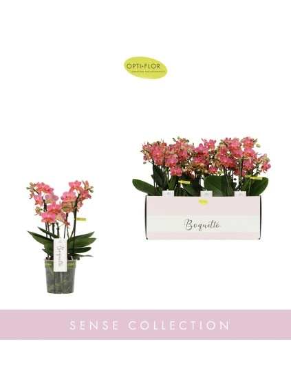 Phalaenopsis Multiflora Boquetto Charme V35cm